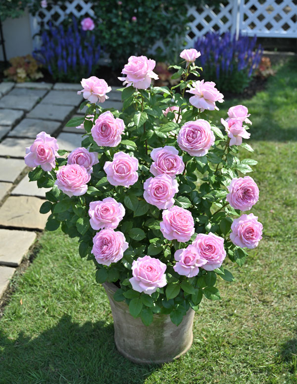 デルバールローズ：アローム・ディヴァン大苗6号角鉢植え