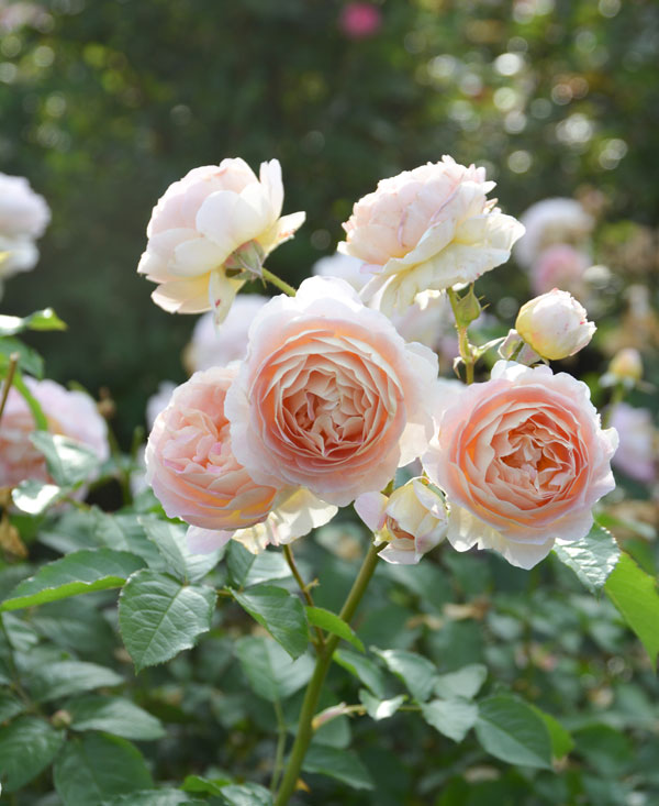 ロサ・オリエンティス：サシェ大苗6号角鉢植え