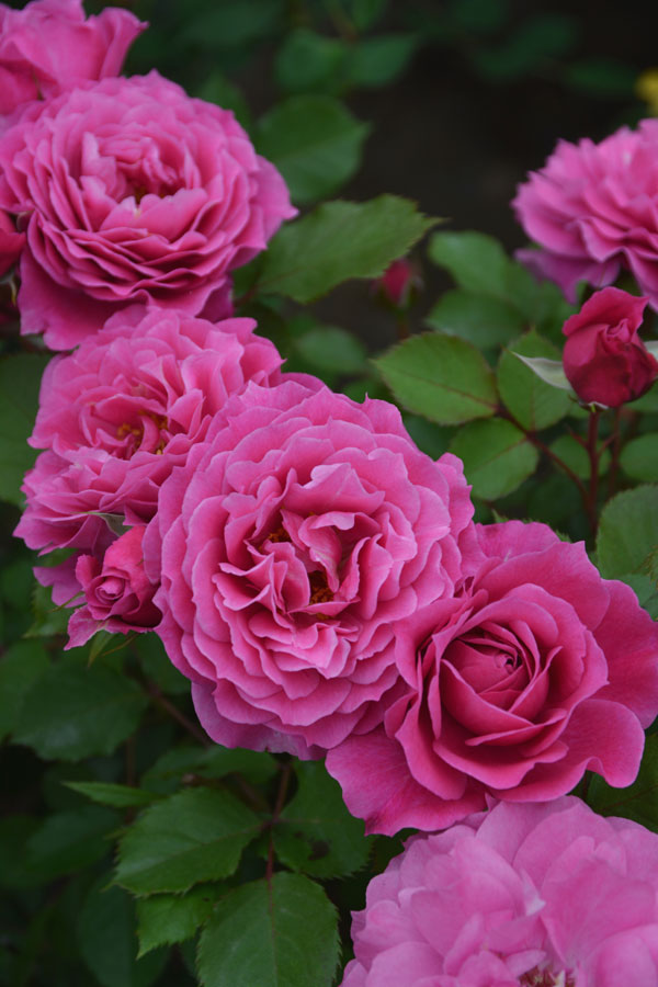 ロサ・オリエンティス：パルミラ大苗6号角鉢植え