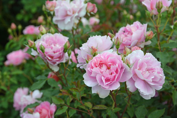 ロサ・オリエンティス：ムーンライトソナタ大苗6号角鉢植え