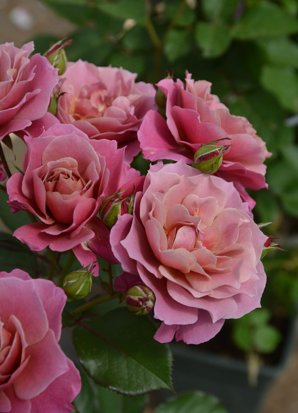 ロサ・オリエンティス：葵の上大苗6号角鉢植え