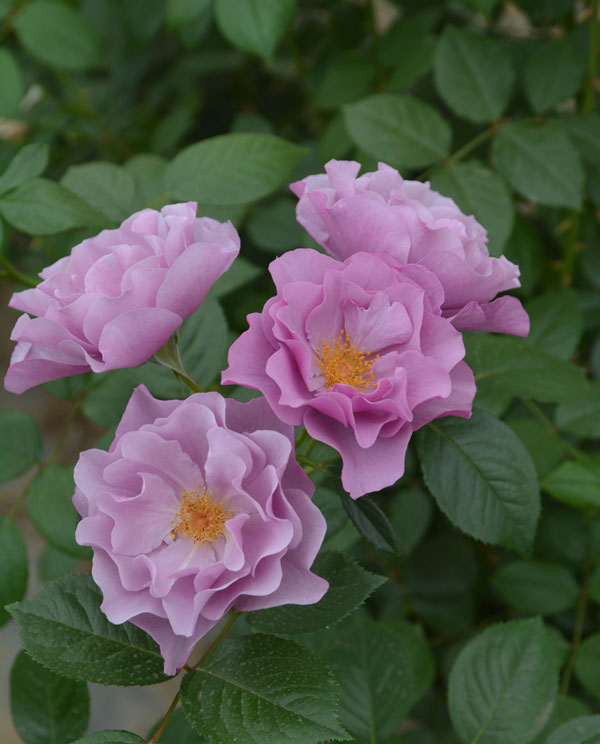 ロサ・オリエンティス：紫の上大苗6号角鉢植え