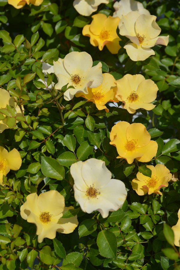 ロサ・オリエンティス：風姿花伝　山吹（ふうしかでん　やまぶき)大苗6号角鉢植え(バラ)