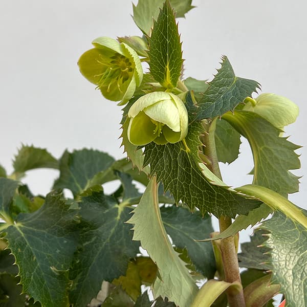 園芸ネット本店｜クリスマスローズ（原種系）：アーグチフォリウス3.5