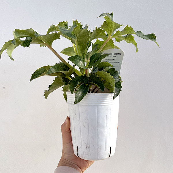 原種クリスマスローズH abruzzicus WM 0027★A123 ヘレボルス アブルジクス | クリスマスローズ