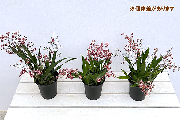 オンシジウム:トゥインクル パープル系4号ポット