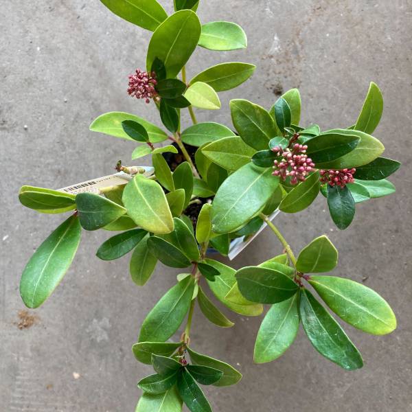 ミヤマシキミ:ルベラ4号ポット