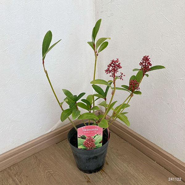 ミヤマシキミ:ルベラ4号ポット