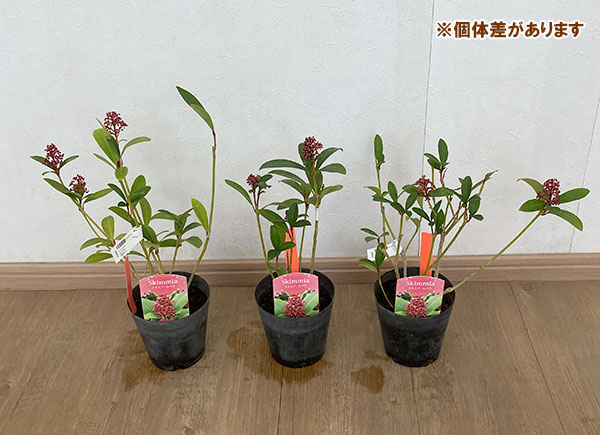 ミヤマシキミ:ルベラ4号ポット