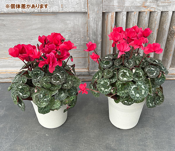 [25年11月中下旬予約]シクラメン：ツヴァイ　レッド4号鉢植え