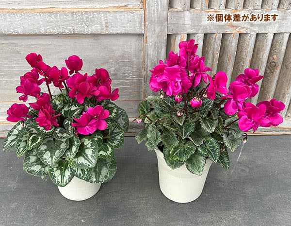 [25年11月中下旬予約]シクラメン：ツヴァイ　パープル4号鉢植え