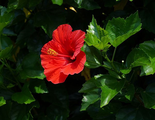 [26年4月下旬予約]ハイビスカス：ブリリアント3号ポット