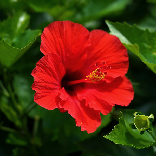 [26年4月下旬予約]ハイビスカス：ブリリアント3号ポット