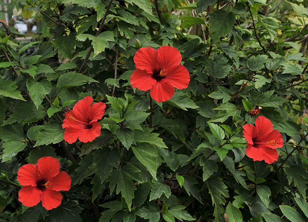 [26年4月下旬予約]ハイビスカス：ブリリアント3号ポット