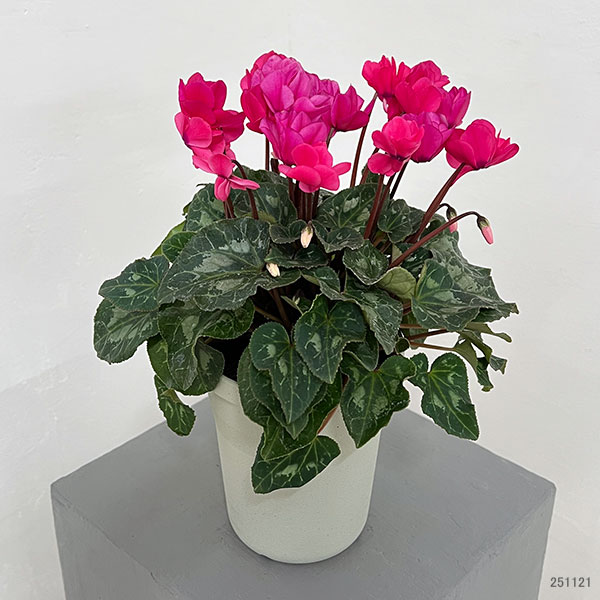 シクラメン：ツヴァイ　ピンク4号鉢植え