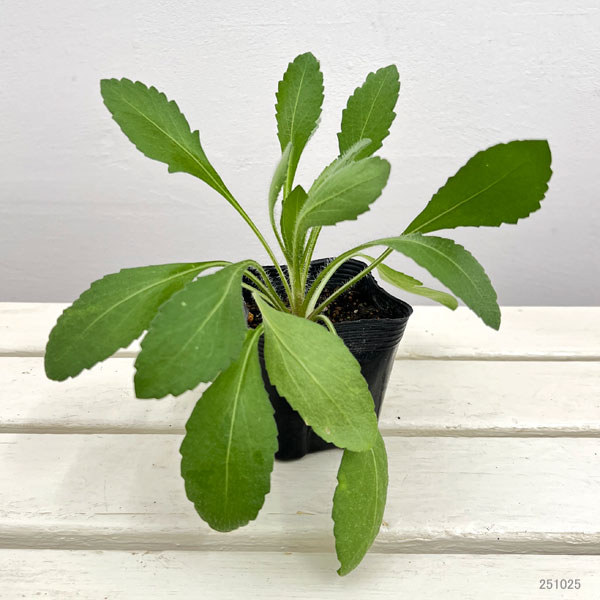 ガイラルディア：グランフレイム レッド3.5号ポット