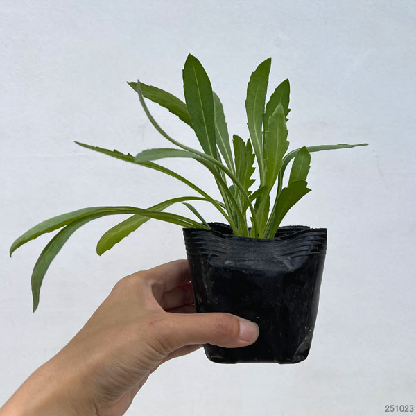 ガイラルディア：グランフレイム イエロー3.5号ポット