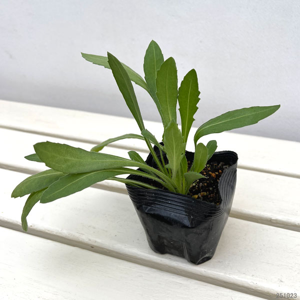 ガイラルディア：グランフレイム イエロー3.5号ポット