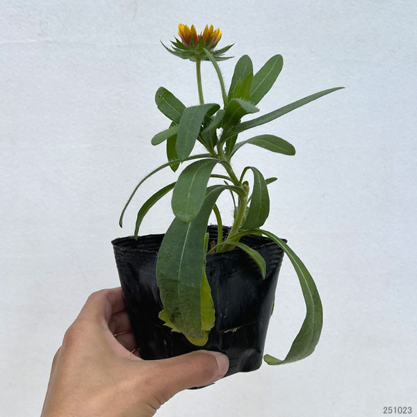 ガイラルディア:グランフレイム バイカラー3.5号ポット