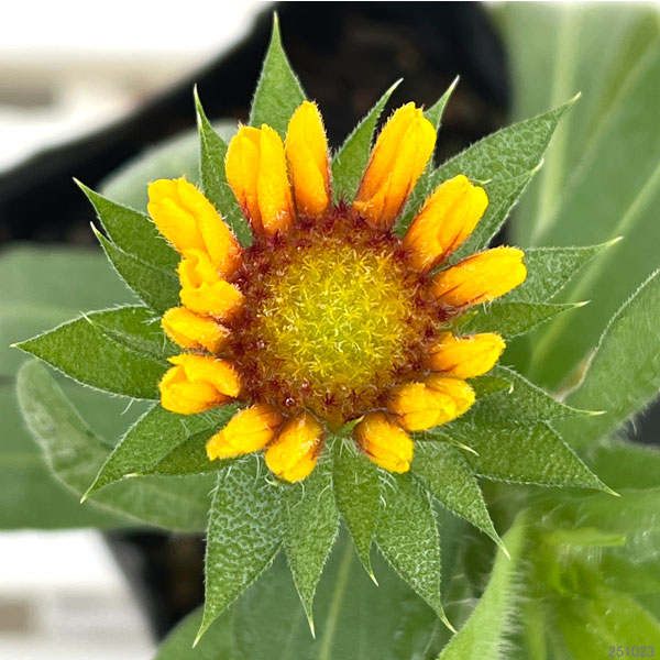 ガイラルディア:グランフレイム バイカラー3.5号ポット