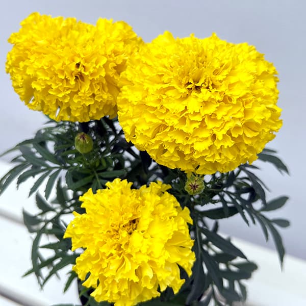 マリーゴールド:Bali(バリ)イエロー3.5号ポット