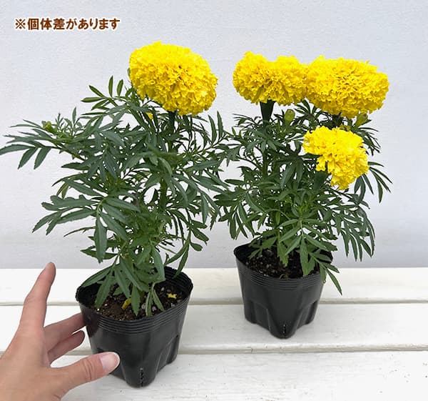 マリーゴールド:Bali(バリ)イエロー3.5号ポット