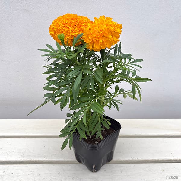 マリーゴールド:Bali(バリ)オレンジ3.5号ポット