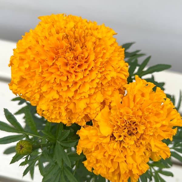 マリーゴールド:Bali(バリ)オレンジ3.5号ポット