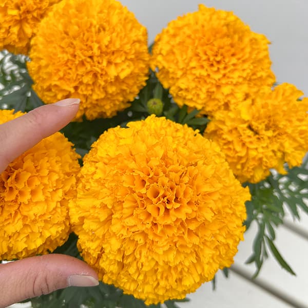 マリーゴールド:Bali(バリ)オレンジ3.5号ポット