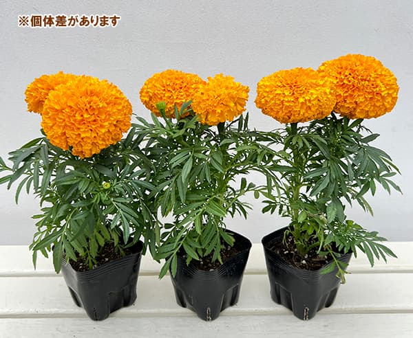 マリーゴールド:Bali(バリ)オレンジ3.5号ポット