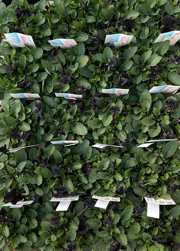 Kim農園さんのパンジービオラ：KMブラック3.5号ポット