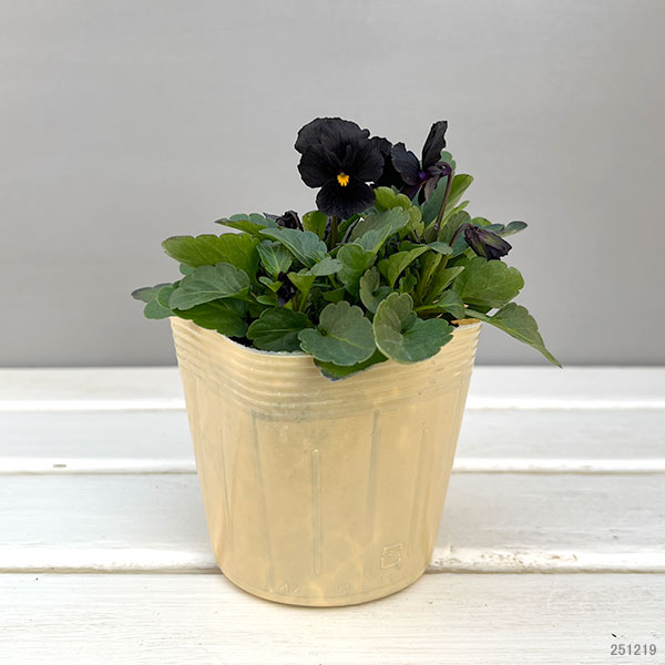 Kim農園さんのパンジービオラ：KMブラック3.5号ポット