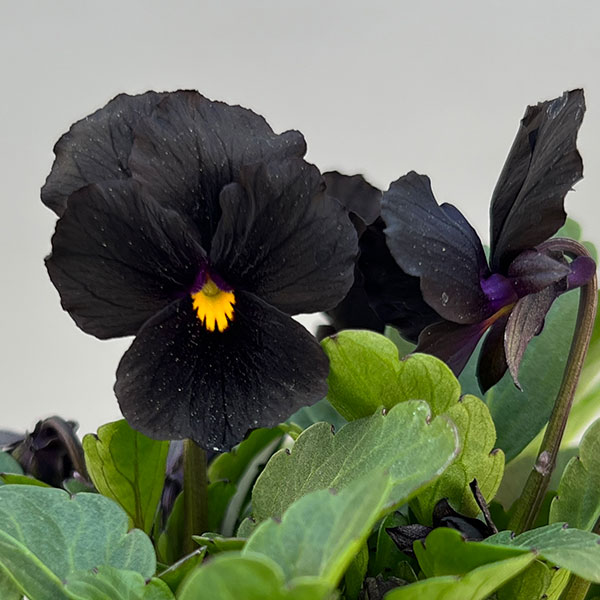 Kim農園さんのパンジービオラ：KMブラック3.5号ポット
