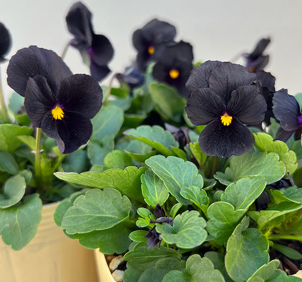 Kim農園さんのパンジービオラ：KMブラック3.5号ポット