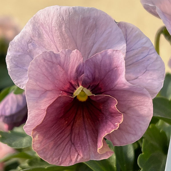 Kim農園さんのパンジービオラ：KMアンティーク3.5号ポット