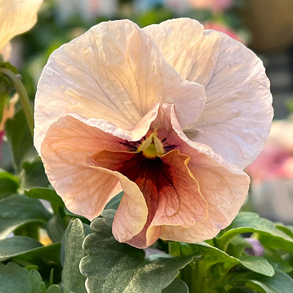 Kim農園さんのパンジービオラ：KMアンティーク3.5号ポット