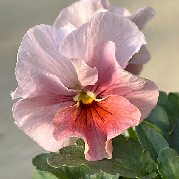 Kim農園さんのパンジービオラ：KMアンティーク3.5号ポット