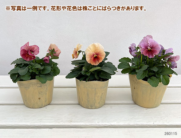 Kim農園さんのパンジービオラ：KMアンティーク3.5号ポット