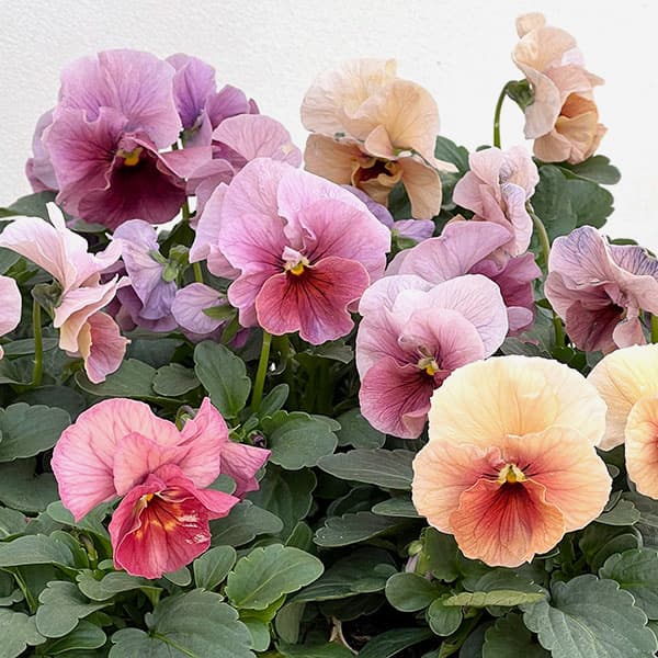 Kim農園さんのパンジービオラ：KMアンティーク3.5号ポット