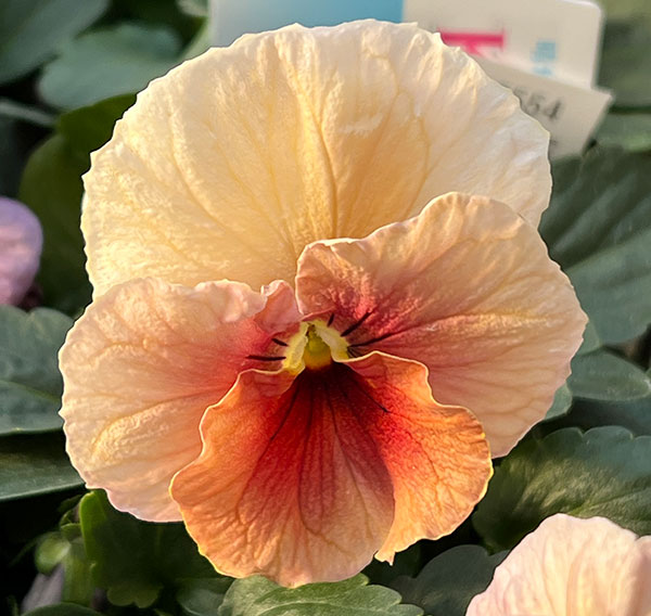 Kim農園さんのパンジービオラ：KMアンティーク3.5号ポット