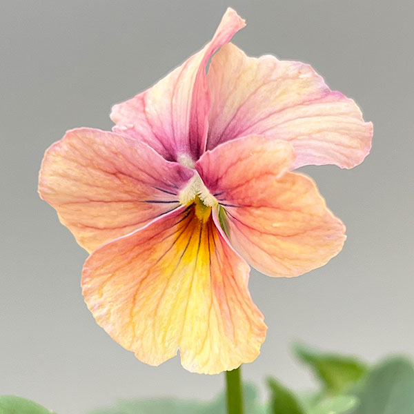 Kim農園さんのパンジービオラ：レッドレインボー3.5号ポット