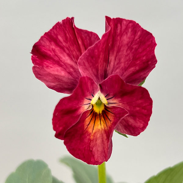 Kim農園さんのパンジービオラ：レッドレインボー3.5号ポット