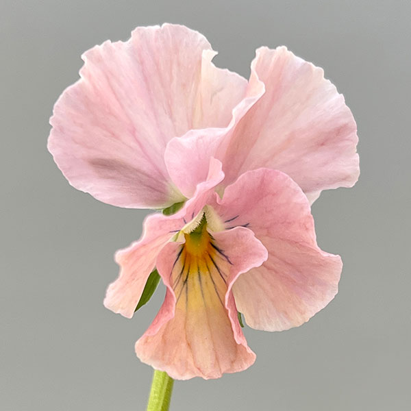 Kim農園さんのパンジービオラ：レッドレインボー3.5号ポット