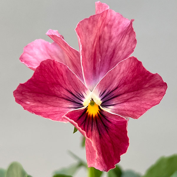 Kim農園さんのパンジービオラ：レッドレインボー3.5号ポット