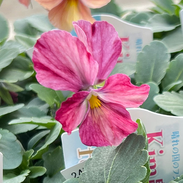 Kim農園さんのパンジービオラ：レッドレインボー3.5号ポット