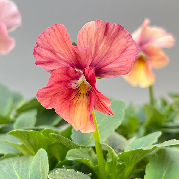 Kim農園さんのパンジービオラ：レッドレインボー3.5号ポット