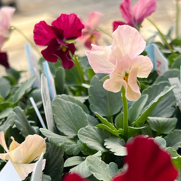 Kim農園さんのパンジービオラ：レッドレインボー3.5号ポット