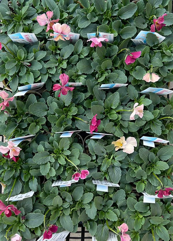 Kim農園さんのパンジービオラ：レッドレインボー3.5号ポット