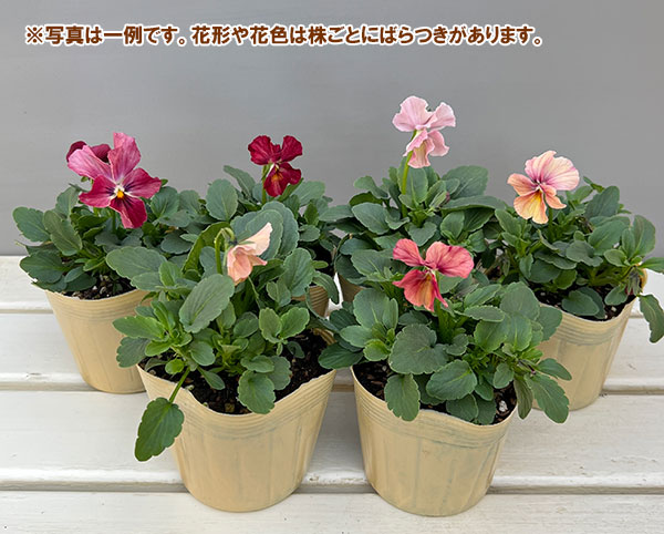 Kim農園さんのパンジービオラ：レッドレインボー3.5号ポット