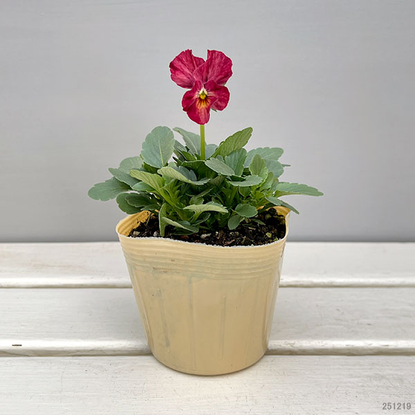 Kim農園さんのパンジービオラ：レッドレインボー3.5号ポット